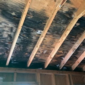 Mold in an attic
